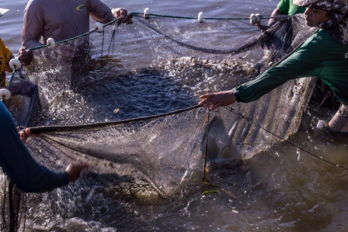 25411727071_f04a40ca39_o