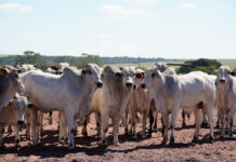 Confinamento bate recorde em MT; Imea projeta 928,7 mil cabeças em 2025