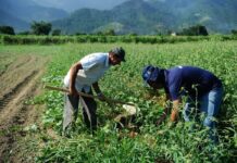 Agro fecha setembro com saldo positivo de 25 mil empregos, puxado pelo açúcar e pela cana