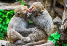 Primeiro beijo foi dado 20 milhões de anos atrás por primatas, diz estudo