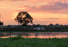 Sistema Famato leva projetos de pecuária sustentável e inovação no campo à COP30 em Belém (PA)