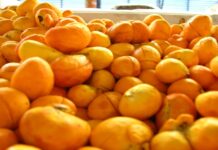 Capital do Pequi em Mato Grosso deve aumentar em 30% colheita até dezembro