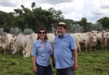 Leilão Nelore Cometa: melhoramento genético disseminado na produção