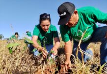 Na COP 30 | Sicredi apresenta ações para mulheres empreendedoras, transição energética no campo e outros projetos ligados à sustentabilidade