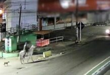 Homem é preso em Pernambuco após ser filmado com mulher morta em cavalo