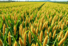 Conab projeta nova alta na produção brasileira de sorgo