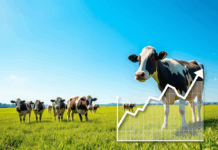 Preço do leite no campo registrou 7ª queda consecutiva em outubro