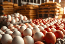 Preço do ovo cai nas granjas e preocupa produtores