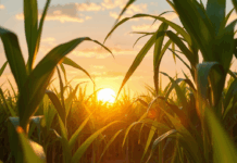 Cotação do açúcar está em queda nas usinas