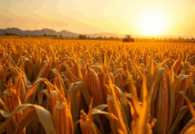 Crescem as exportações brasileiras de milho