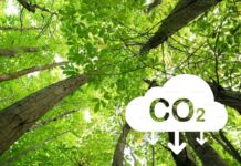 Goiás é o primeiro estado do Brasil com “carbono positivo” no uso da terra, revela pesquisa