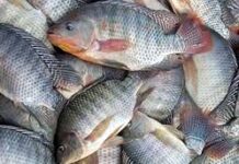 Com oferta menor, tilápia encareceu em outubro