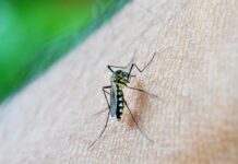 Mesmo com queda de 75% nos casos, Ministério da Saúde mantém alerta contra dengue