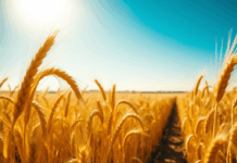 Momento delicado para produtores de trigo: ganhos não estão cobrindo os custos