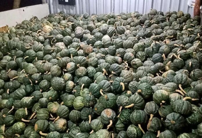 0001 Com colheita de três toneladas de abóbora, produtor de VG comemora resultado da safra