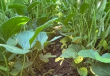Doenças da soja exigem atenção redobrada no início da safra em Mato Grosso