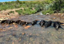 Mais de 500 mil javalis foram abatidos em 8 meses no Brasil