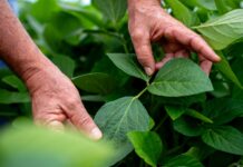 Irregularidade climática impacta início da safra em Primavera do Leste e Paranatinga