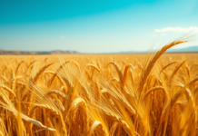 Trigo desvaloriza no campo; expectativa de safra recorde na Argentina é um dos motivos