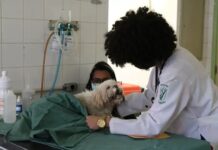 Produtos veterinários terão canal obrigatório de atendimento ao usuário; veja novas regras