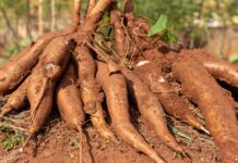 Mandioca está desvalorizada no campo