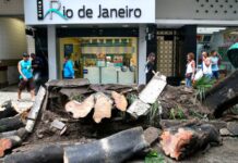 Senado aprova descriminalização de poda de árvore em caso de risco de acidente