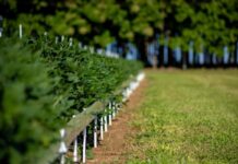 CTECNO Araguaia vai apresentar resultados de três anos de experimento em solos siltosos