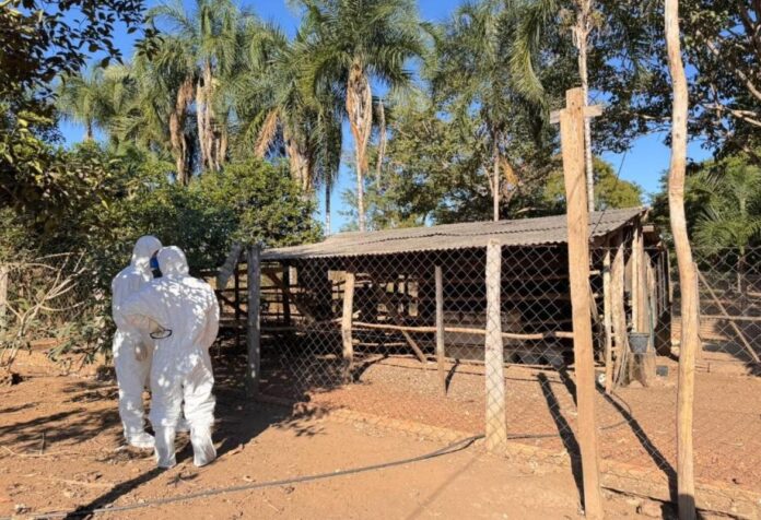04 VIGILÂNCIA. Famato reforça orientações após novo foco de gripe aviária em Mato Grosso