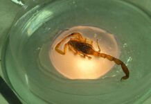 Mato Grosso registrou quase quatro mil acidentes com animais peçonhentos; SES alerta população