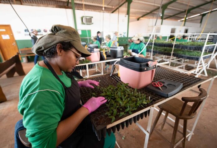 08 CARTEIRA ASSINADA. Empregos formais crescem no setor de floresta plantada de Mato Grosso