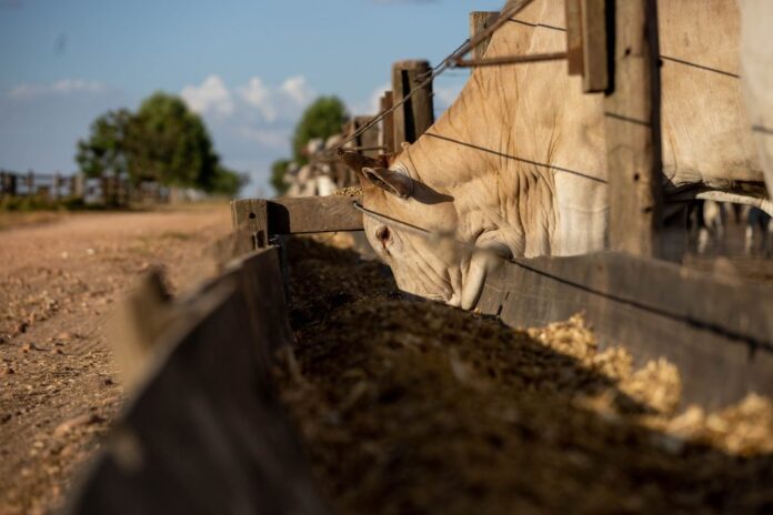 1-gado-cocho-1024x683