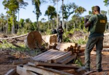 Governo de MT deflagra 291 operações e aplica R$ 2,7 bilhões em multas contra crimes ambientais