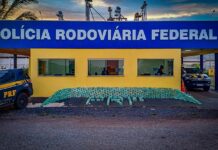 PRF apreende quase meia tonelada de pasta base de cocaína em caminhão-tanque na BR-364