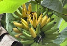 Crédito com condições especiais chega a produtores assistidos pelo Sistema Famato