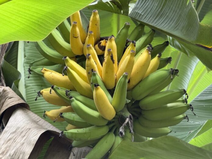 IMG_8774.JPG-768x576