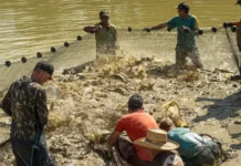 Paranaíta vira referência em piscicultura e movimenta economia local com apoio do Sebrae