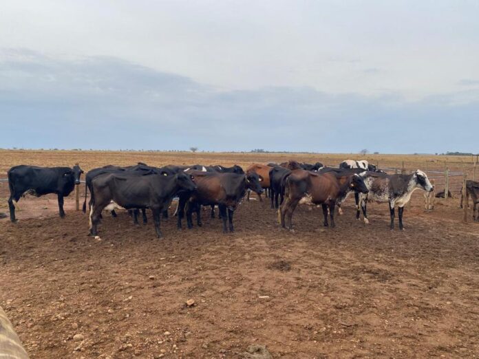 WhatsApp Image 2026-01-05 at 09.47.13