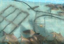 Polícia Civil e Vigilância Sanitária fecham comércio ilegal de pescado vivo em Cuiabá