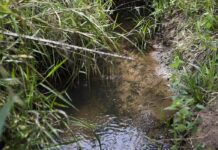 Cerrado ganha ação para recuperação de nascentes e proteção de mananciais