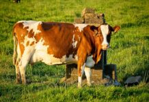 a cow on a grass field