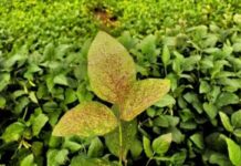 Mapa cria canal exclusivo para registro de suspeitas de novas pragas agrícolas