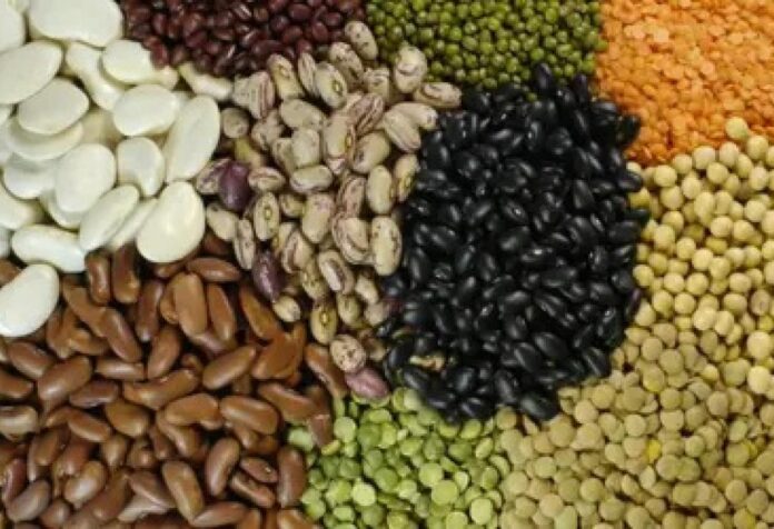 000 Exportações de pulses do Brasil sobem 30% em 2025, com destaque para o feijão