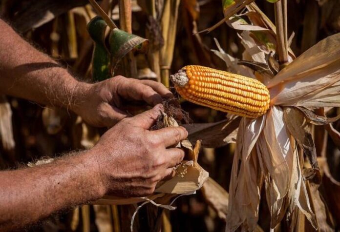 04 Egito entre os principais destinos das exportações de Mato Grosso nos últimos dois anos