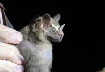 Pesquisa identifica vírus, fungos e bactérias em morcegos na área de transição Cerrado-Amazônia mato-grossense
