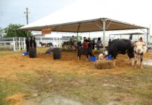Mini Fazenda ampliada promete fazer sucesso na 10ª Farm Show de Primavera do Leste