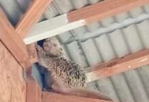 Bombeiros resgatam ouriço-cacheiro ferido em telhado no centro de Lucas do Rio Verde