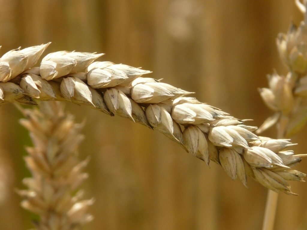 selective focus photography of brown barley