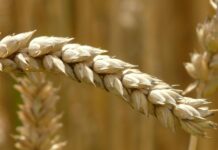 Mercado do trigo manteve preços estáveis nos últimos dias selective focus photography of brown barley