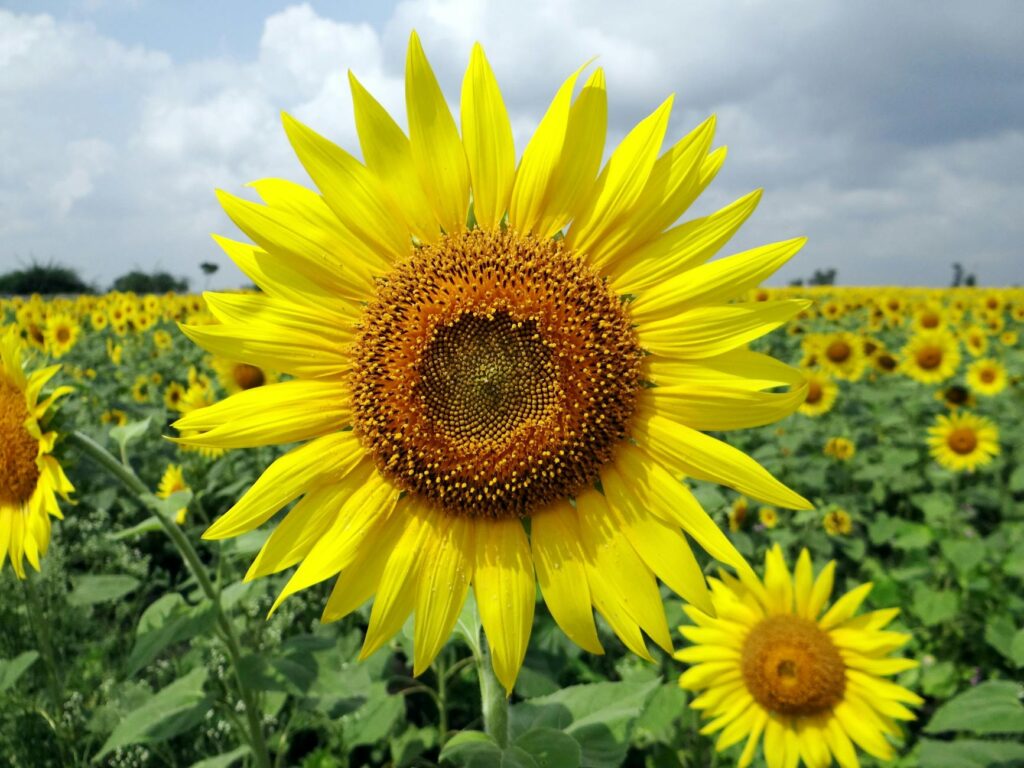 close up photo of sunflower