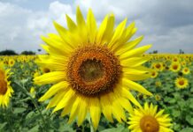 close up photo of sunflower